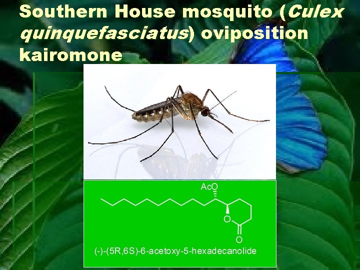 Southern House mosquito (Culex quinquefasciatus) oviposition kairomone 