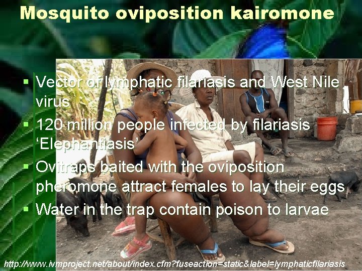 Mosquito oviposition kairomone § Vector of lymphatic filariasis and West Nile virus § 120