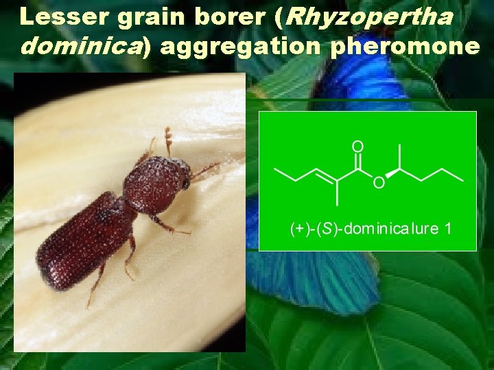 Lesser grain borer (Rhyzopertha dominica) aggregation pheromone 