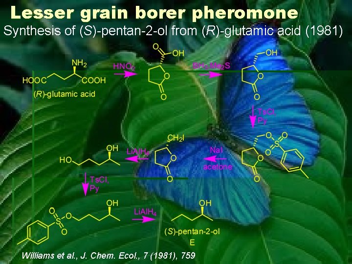 Lesser grain borer pheromone Synthesis of (S)-pentan-2 -ol from (R)-glutamic acid (1981) Williams et