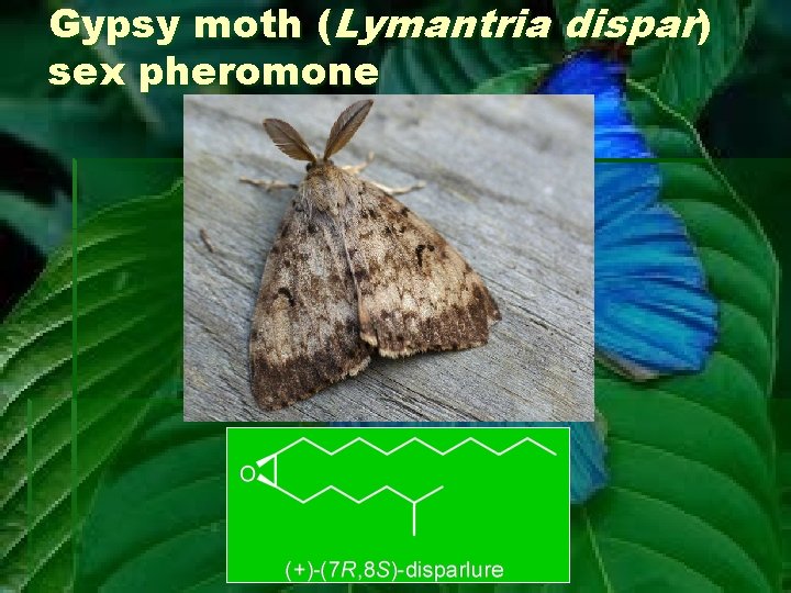 Gypsy moth (Lymantria dispar) sex pheromone 