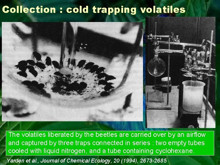 Collection : cold trapping volatiles The volatiles liberated by the beetles are carried over