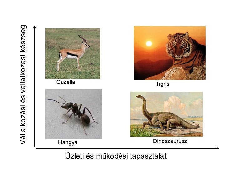 Vállalkozási és vállalkozási készség Gazella Hangya Tigris Dinoszaurusz Üzleti és működési tapasztalat 