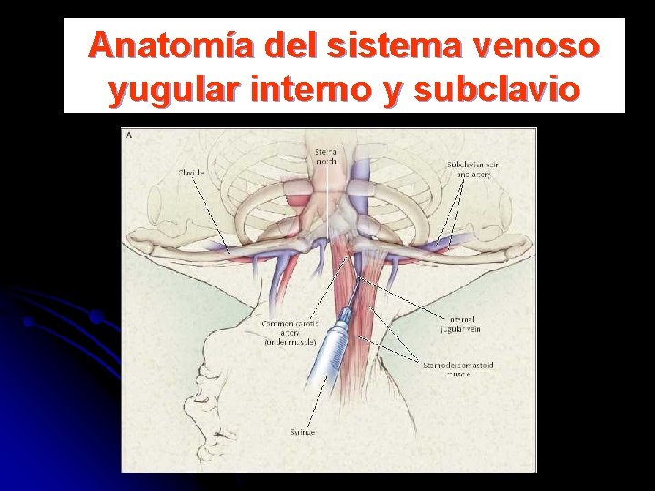 Anatomía del sistema venoso yugular interno y subclavio 