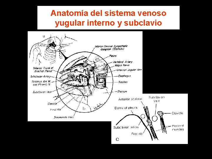 Anatomía del sistema venoso yugular interno y subclavio 