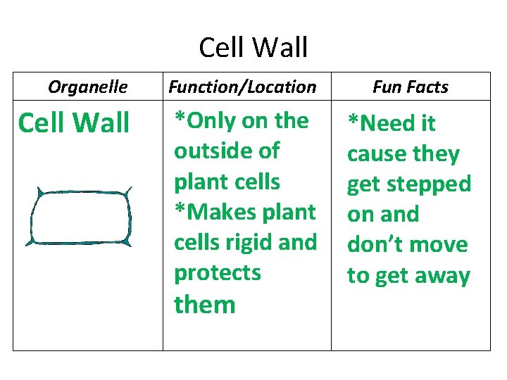 Cell Wall Organelle Function/Location Fun Facts Cell Wall *Only on the outside of plant