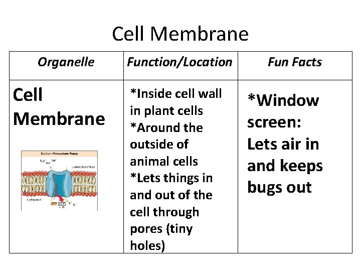 Cell Membrane Organelle Cell Membrane Function/Location *Inside cell wall in plant cells *Around the