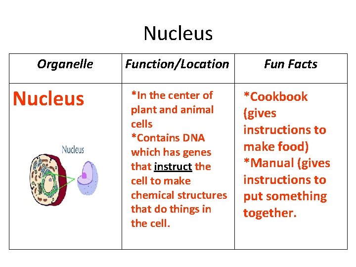 Nucleus Organelle Nucleus Function/Location *In the center of plant and animal cells *Contains DNA