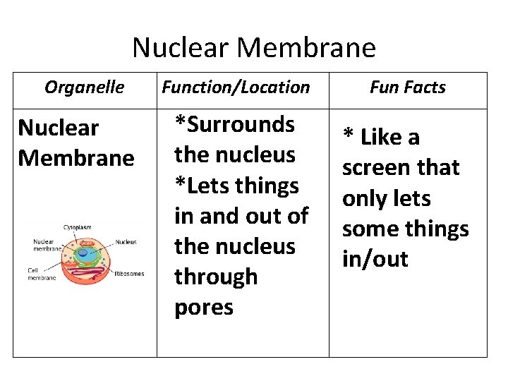 Nuclear Membrane Organelle Nuclear Membrane Function/Location *Surrounds the nucleus *Lets things in and out