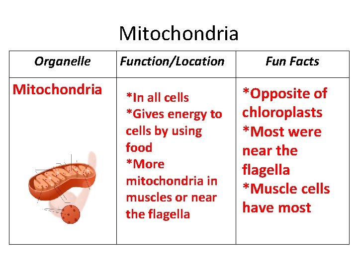 Mitochondria Organelle Mitochondria Function/Location *In all cells *Gives energy to cells by using food