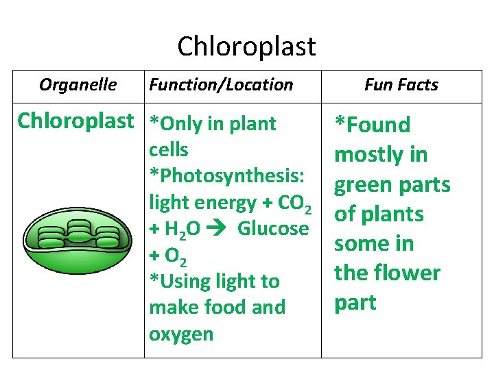 Chloroplast Organelle Function/Location Chloroplast *Only in plant cells *Photosynthesis: light energy + CO 2