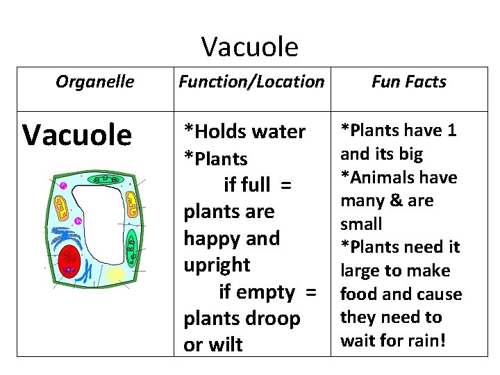 Vacuole Organelle Vacuole Function/Location *Holds water *Plants if full = plants are happy and