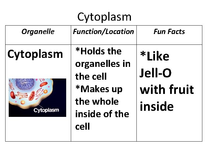 Cytoplasm Organelle Function/Location Cytoplasm *Holds the organelles in the cell *Makes up the whole