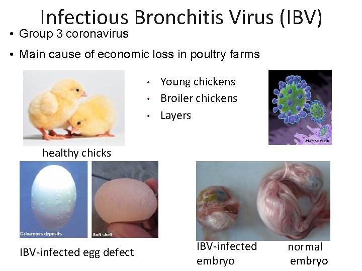Infectious Bronchitis Virus (IBV) • Group 3 coronavirus • Main cause of economic loss