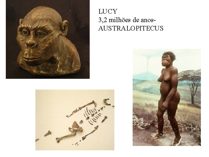 LUCY 3, 2 milhões de anos. AUSTRALOPITECUS 