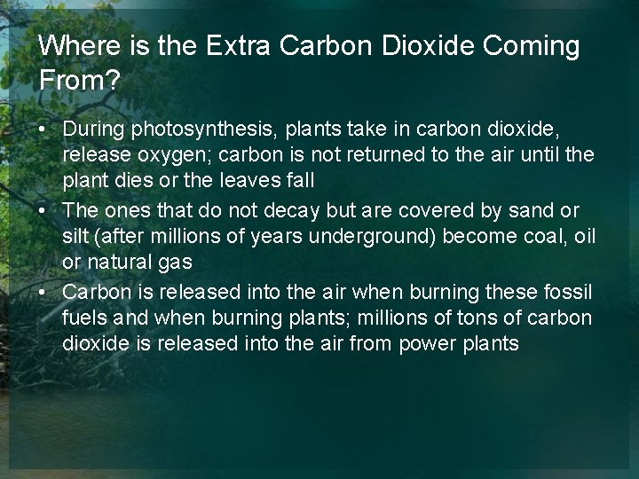 Where is the Extra Carbon Dioxide Coming From? • During photosynthesis, plants take in