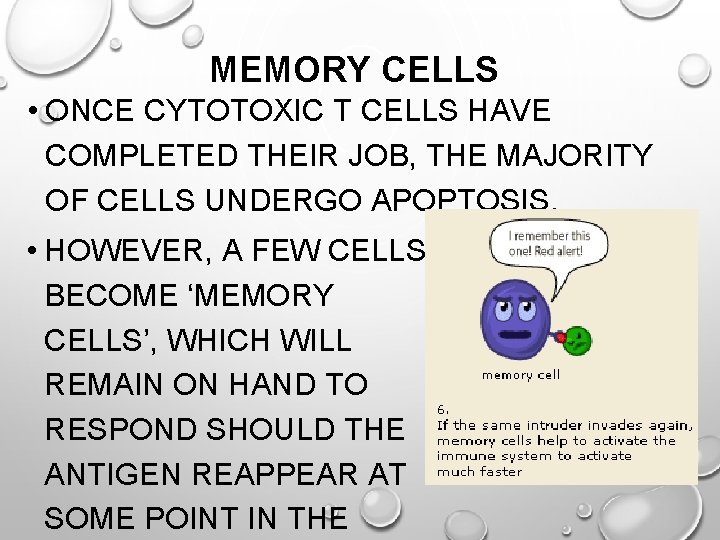 MEMORY CELLS • ONCE CYTOTOXIC T CELLS HAVE COMPLETED THEIR JOB, THE MAJORITY OF
