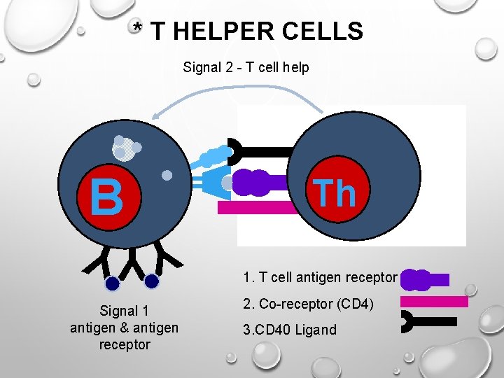 * T HELPER CELLS Signal 2 - T cell help B YYY Signal 1