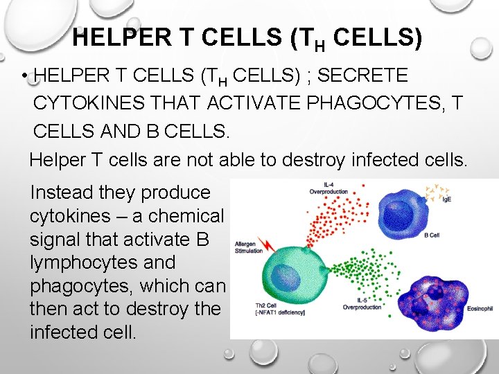 HELPER T CELLS (TH CELLS) • HELPER T CELLS (TH CELLS) ; SECRETE CYTOKINES