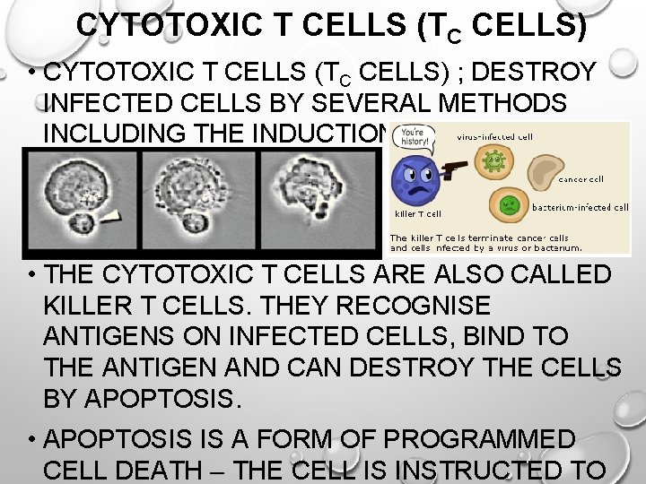 CYTOTOXIC T CELLS (TC CELLS) • CYTOTOXIC T CELLS (TC CELLS) ; DESTROY INFECTED
