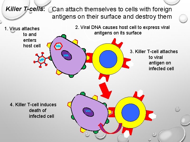 Killer T-cells: Can attach themselves to cells with foreign antigens on their surface and