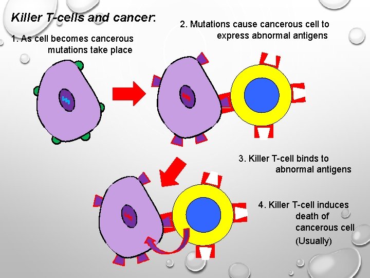 Killer T-cells and cancer: 1. As cell becomes cancerous mutations take place 2. Mutations