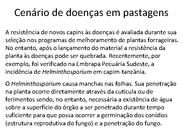 Cenário de doenças em pastagens A resistência de novos capins às doenças é avaliada