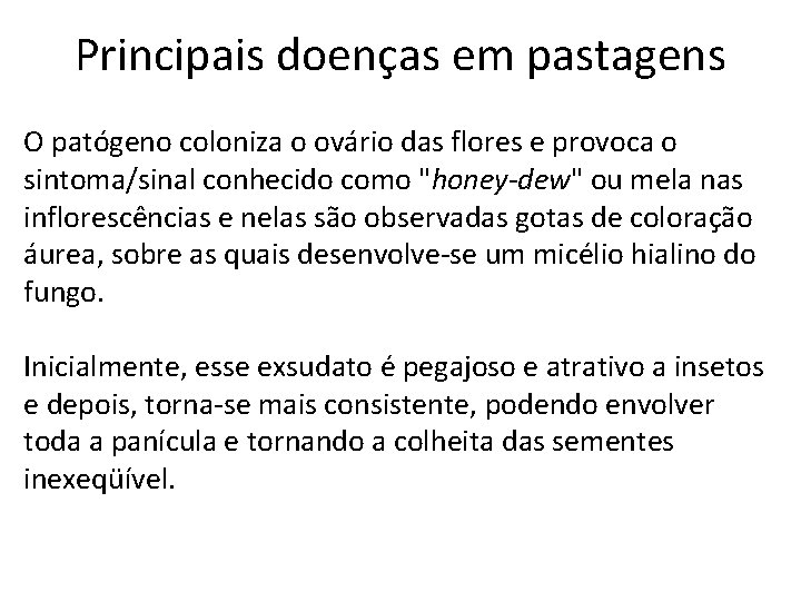 Principais doenças em pastagens O patógeno coloniza o ovário das flores e provoca o