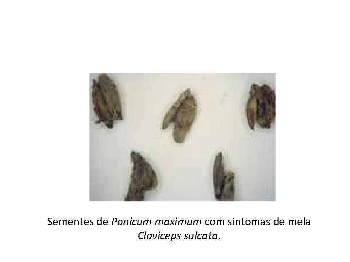 Sementes de Panicum maximum com sintomas de mela Claviceps sulcata. 