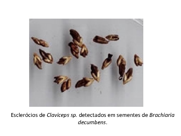 Esclerócios de Claviceps sp. detectados em sementes de Brachiaria decumbens. 