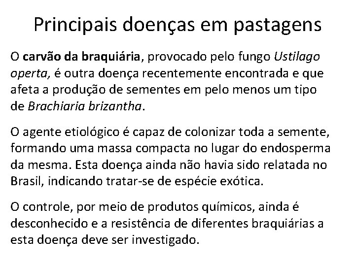 Principais doenças em pastagens O carvão da braquiária, provocado pelo fungo Ustilago operta, é