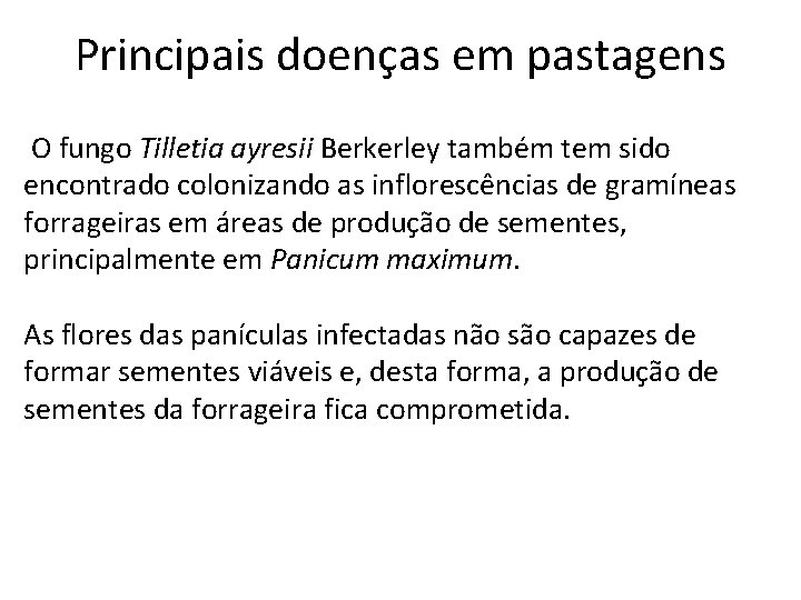 Principais doenças em pastagens O fungo Tilletia ayresii Berkerley também tem sido encontrado colonizando