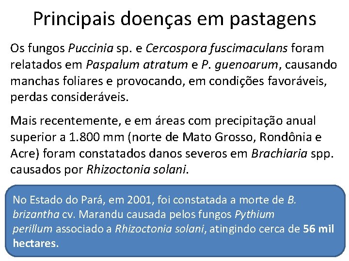 Principais doenças em pastagens Os fungos Puccinia sp. e Cercospora fuscimaculans foram relatados em