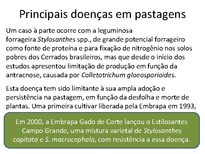 Principais doenças em pastagens Um caso à parte ocorre com a leguminosa forrageira Stylosanthes