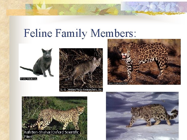 Feline Family Members: 
