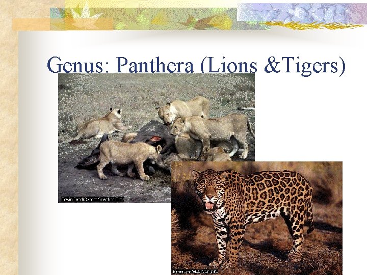 Genus: Panthera (Lions &Tigers) 