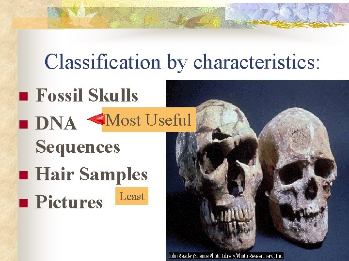 Classification by characteristics: n n Fossil Skulls DNA Most Useful Sequences Hair Samples Least