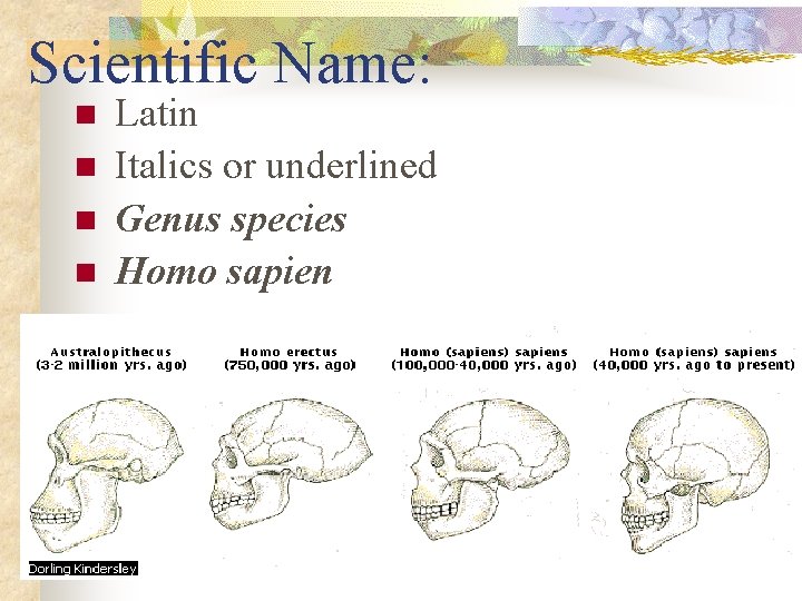 Scientific Name: n n Latin Italics or underlined Genus species Homo sapien 