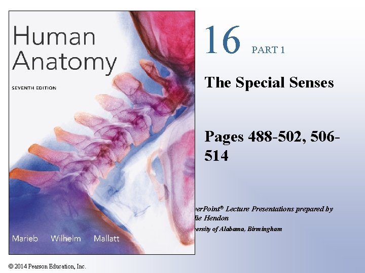 16 PART 1 The Special Senses Pages 488 -502, 506514 Power. Point® Lecture Presentations