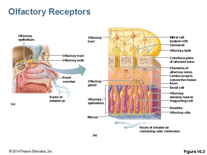 Olfactory Receptors Olfactory epithelium Olfactory tract Mitral cell (output cell) Glomeruli Olfactory bulb Olfactory