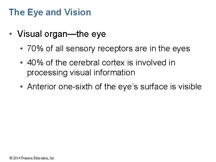 The Eye and Vision • Visual organ—the eye • 70% of all sensory receptors