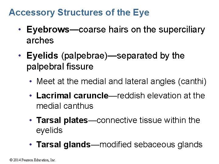 Accessory Structures of the Eye • Eyebrows—coarse hairs on the superciliary arches • Eyelids