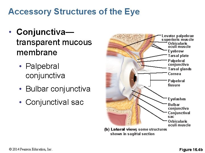 Accessory Structures of the Eye • Conjunctiva— transparent mucous membrane • Palpebral conjunctiva Levator