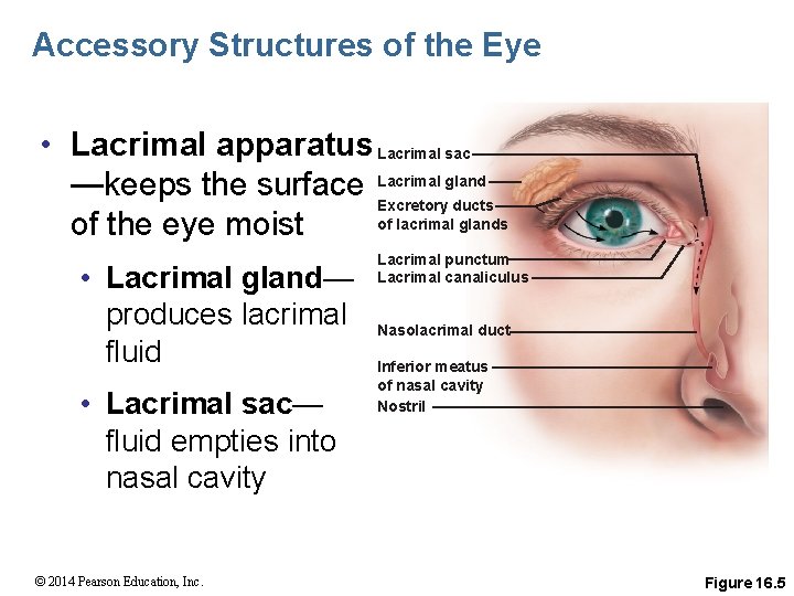 Accessory Structures of the Eye • Lacrimal apparatus Lacrimal sac gland —keeps the surface