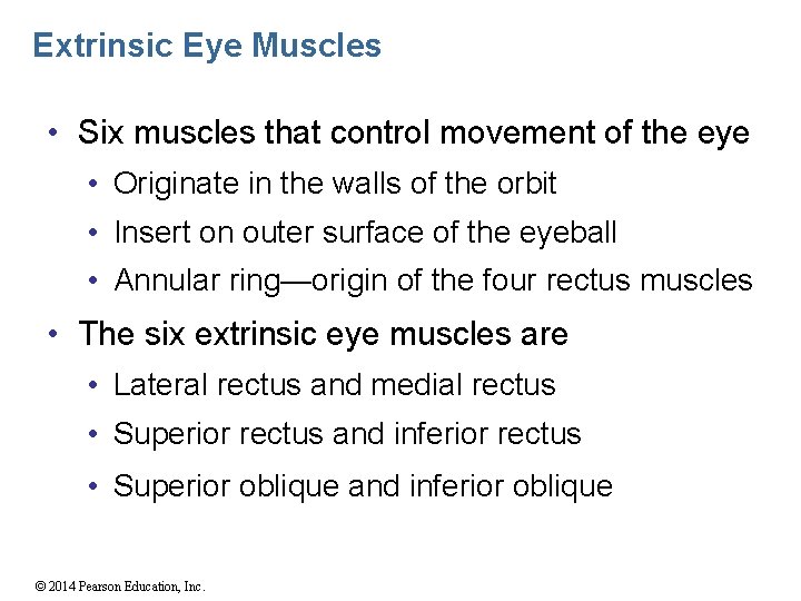 Extrinsic Eye Muscles • Six muscles that control movement of the eye • Originate