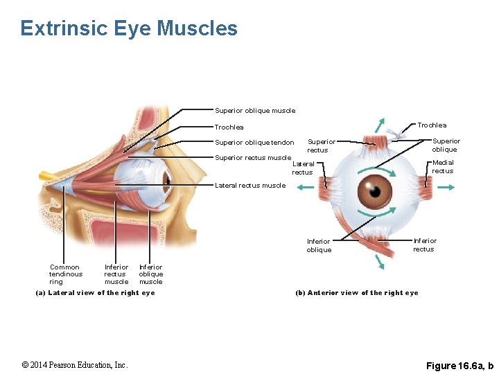 Extrinsic Eye Muscles Superior oblique muscle Trochlea Superior oblique tendon Superior rectus muscle Superior