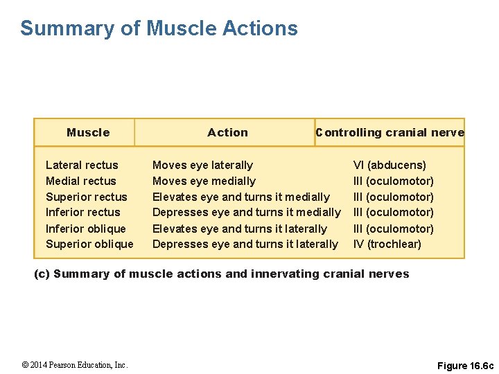 Summary of Muscle Actions Muscle Lateral rectus Medial rectus Superior rectus Inferior oblique Superior
