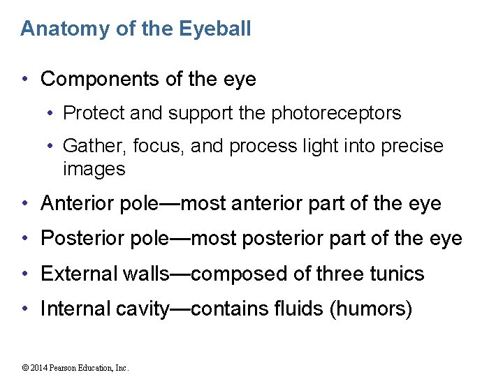 Anatomy of the Eyeball • Components of the eye • Protect and support the