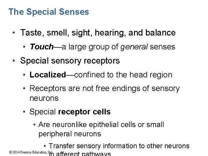 The Special Senses • Taste, smell, sight, hearing, and balance • Touch—a large group