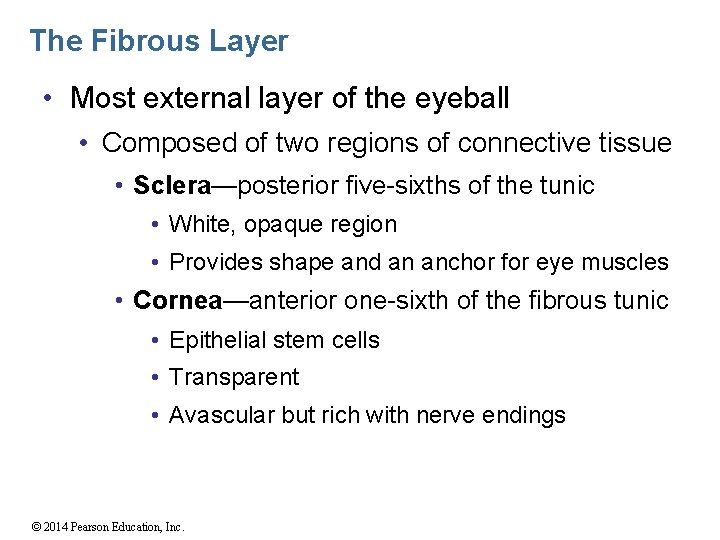 The Fibrous Layer • Most external layer of the eyeball • Composed of two